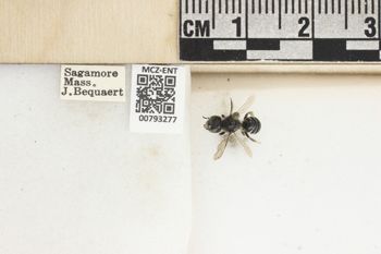 Media type: image;   Entomology 793277 Aspect: Labels